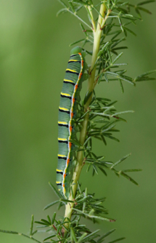 Southern Dogface caterpillar